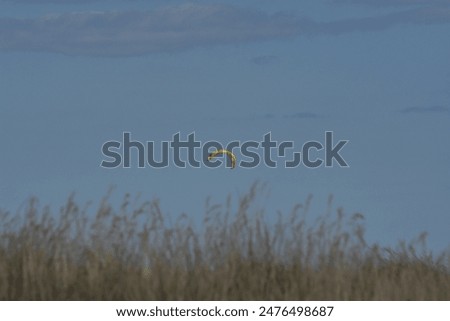 Similar – Flying rainbow kites coast