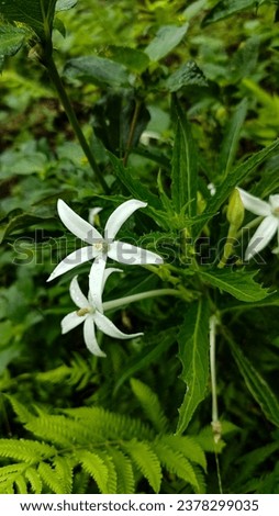 kitolod, white flower, white star flower are medicinal plants that can be used as eye medicine.