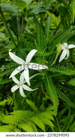 kitolod, white flower, white star flower are medicinal plants that can be used as eye medicine.