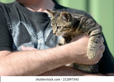 Kitten