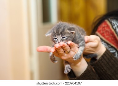 kitten