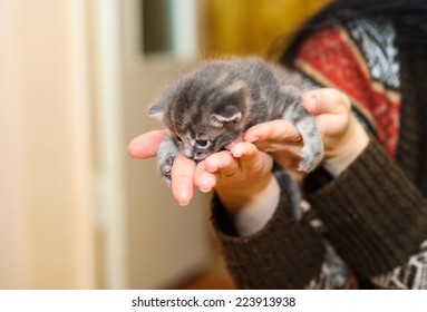 kitten