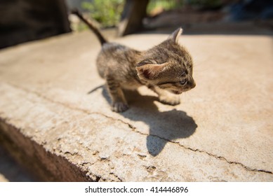 kitten