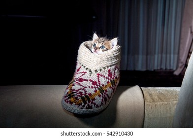 kitten