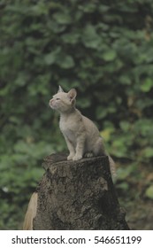 Kitten
