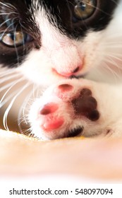 Kitten