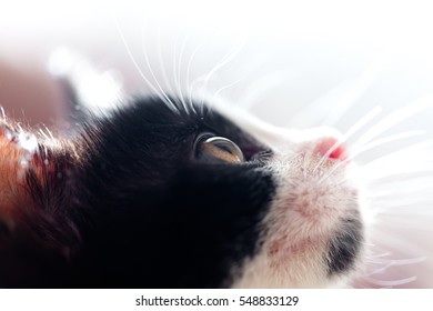 Kitten 