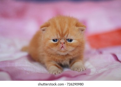 kitten - Shutterstock ID 726290980