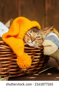 A kitten of the Abyssinian breed lies in a blanket in a wicker basket in a bright hat sprinkled with dry maple leaves on a wooden background.