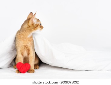 Funny Abyssinian Images, Stock Photos u0026 Vectors  Shutterstock