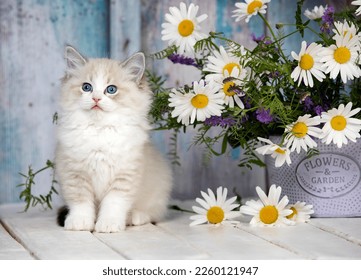 kitten adorable beautiful  baby animal regdoll cat breed - Shutterstock ID 2260121947
