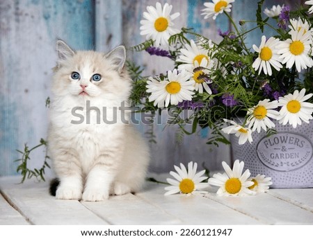 kitten adorable beautiful  baby animal regdoll cat breed