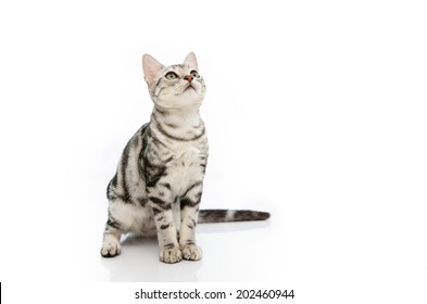 Kitten American Short hair look up on white background