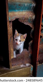 A kitten among the rusty zinc holes looking out