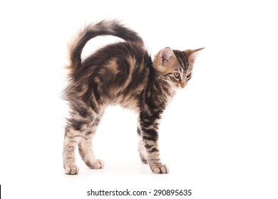 Cat With Arched Back Images Stock Photos Vectors Shutterstock