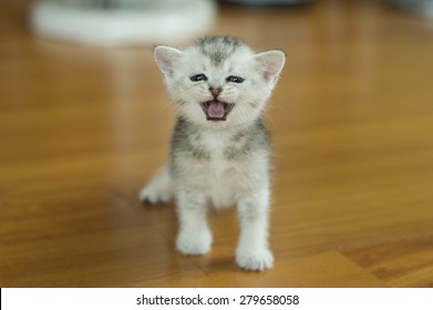 Kitten Baby Cat Little Cute Cat Stock Photo Edit Now