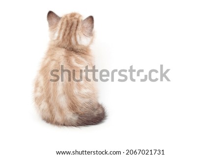 Kitten back view isolated on white background. The back of the kitten. Two month old kitten. Scottish purebred cat.