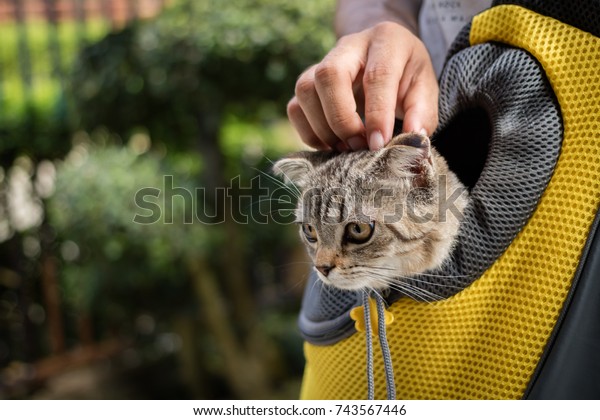 kitten in backpack traveling with an owner, pet\
in a park, for travel.