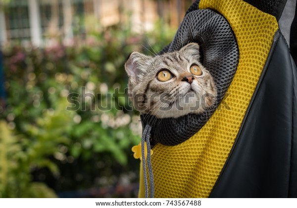 kitten in backpack