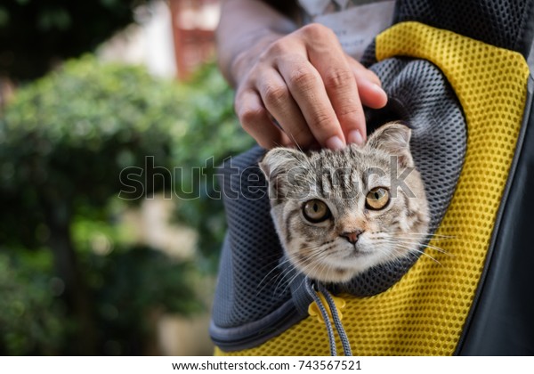 kitten in backpack