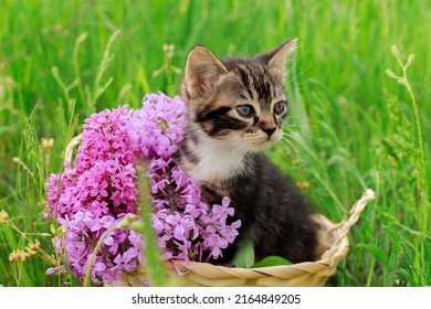 A kitten in a basket with lilacs on a background of green grass. A beautiful striped kitten.