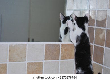 Kitten in the bathroom - Shutterstock ID 1173279784
