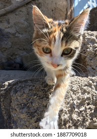 Kitten Beautiful Cat Cat Descending The Ladder Wild Cat Running On Its Prey