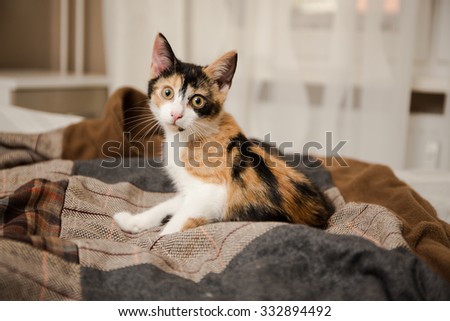 Kitten in bed 
