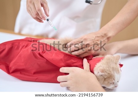 Kitten being put in a restraining bag and receiving an injection