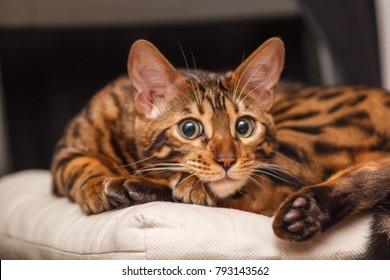 kitten of a Bengal cat lays on a chair