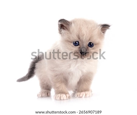 kitten birman cat in front of white background