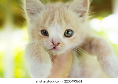 Kitten With A Birth Defect Cleft Lip