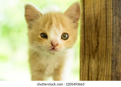 Kitten With A Birth Defect Cleft Lip