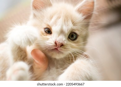 Kitten With A Birth Defect Cleft Lip