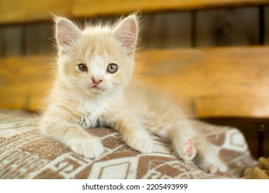 
Kitten With A Birth Defect Cleft Lip