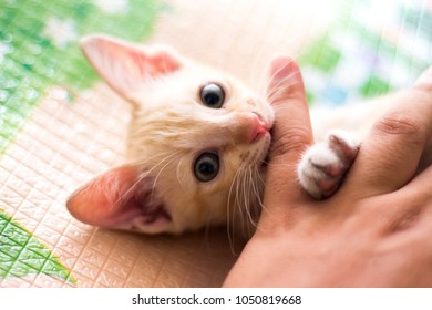 Kitten Bite Finger Little Cat Bite Stock Photo 1050819668 | Shutterstock