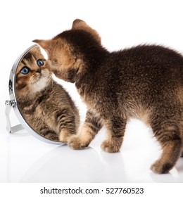 The Kitten  With Blue Eyes Looks In A Mirror.  Cat Looking Into The Mirror