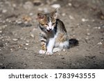 Kitten in the blurred background Ready to attack.  Smart look