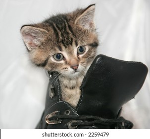 kitten in a boot