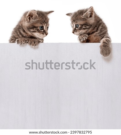kitten in a box close up