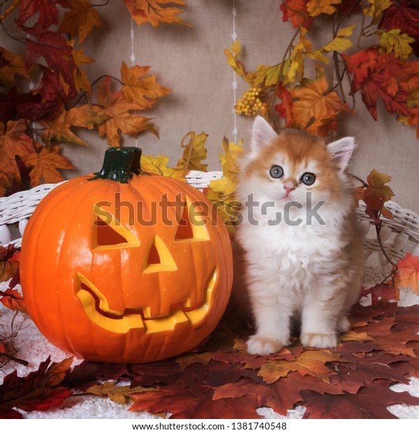 Kitten Breed British Shorthair Golden Chinchilla Stock Photo Edit