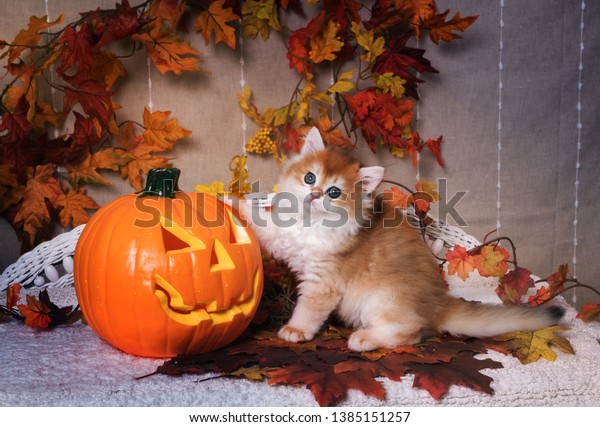 Kitten Breed British Shorthair Golden Chinchilla Stock Photo Edit