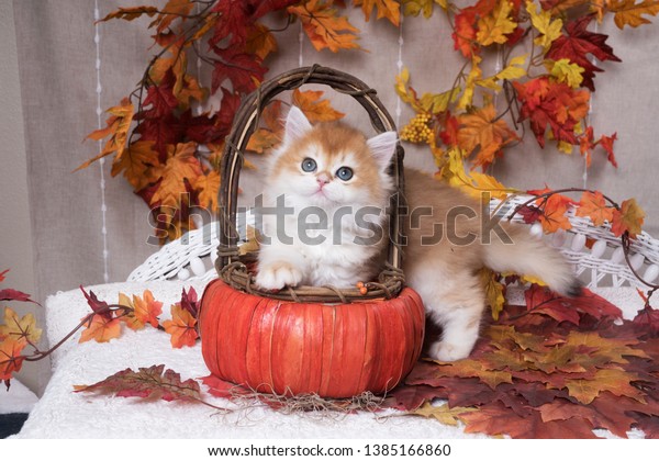 Kitten Breed British Shorthair Golden Chinchilla Stock Photo Edit