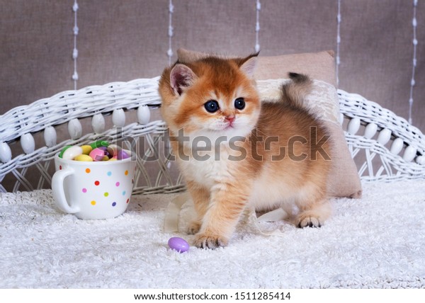 Kitten Breed British Shorthair Golden Chinchilla Stock Image