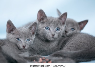 kitten-breed-russian-blue-on-260nw-13009