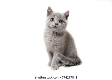 Kitten British blue on white background. Cat sitting