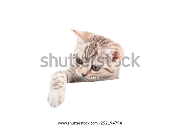 Kitten British Brown Tabby On White Stock Photo Edit Now 252194794