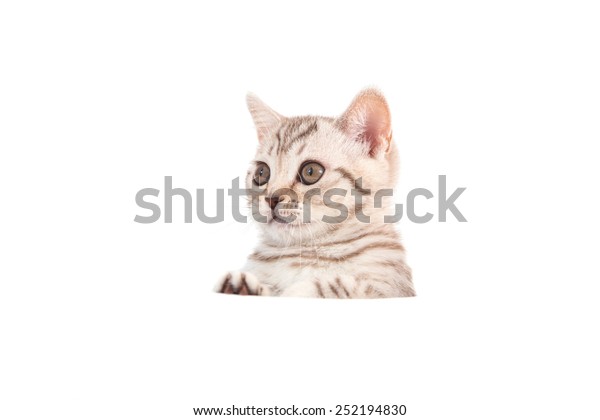 Kitten British Brown Tabby On White Stock Photo Edit Now 252194830