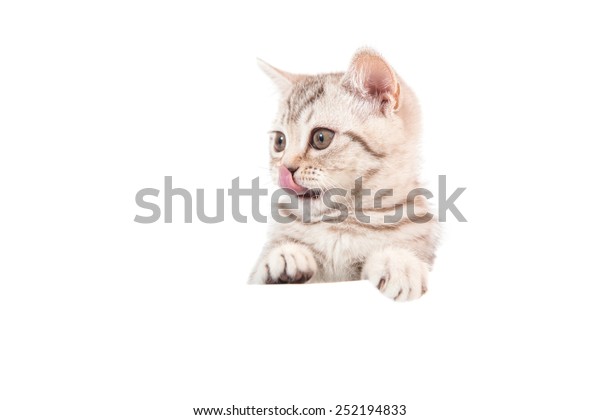 Kitten British Brown Tabby On White Stock Photo Edit Now 252194833