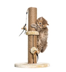 Kitten British Longhair Cat Playiong On A Cat Trees